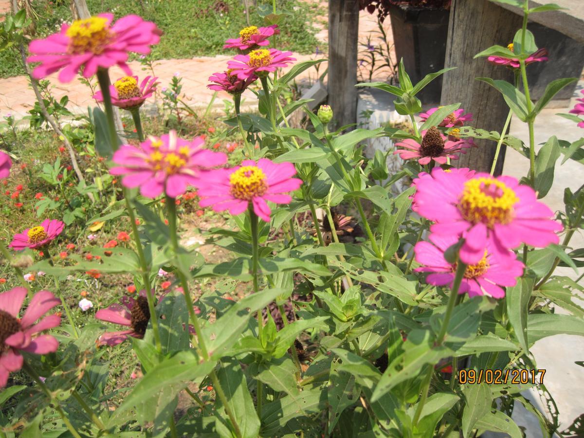 Urban Farmhouse Siem Reap Luaran gambar